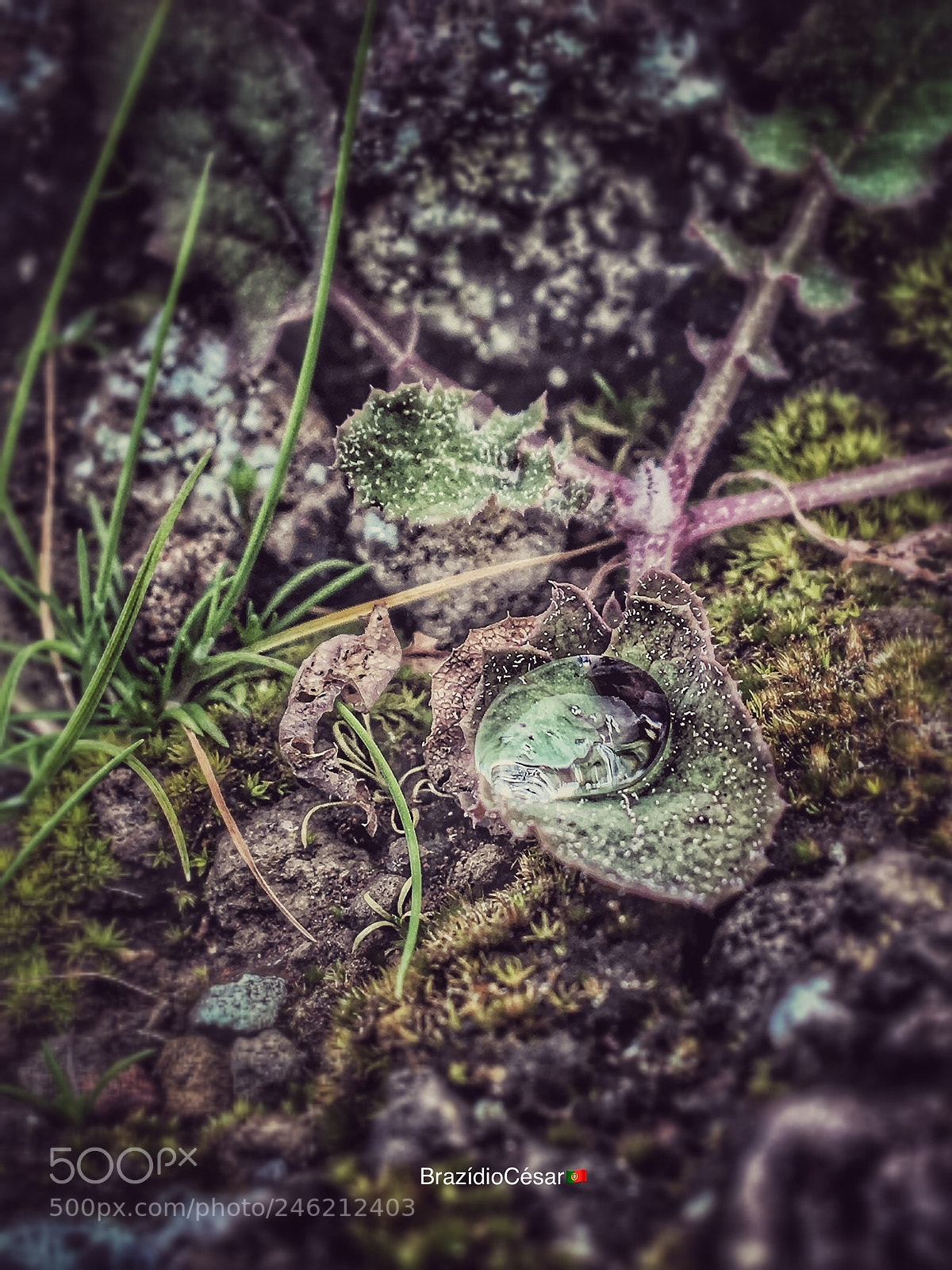 Apple iPhone 6s sample photo. Untitled photography