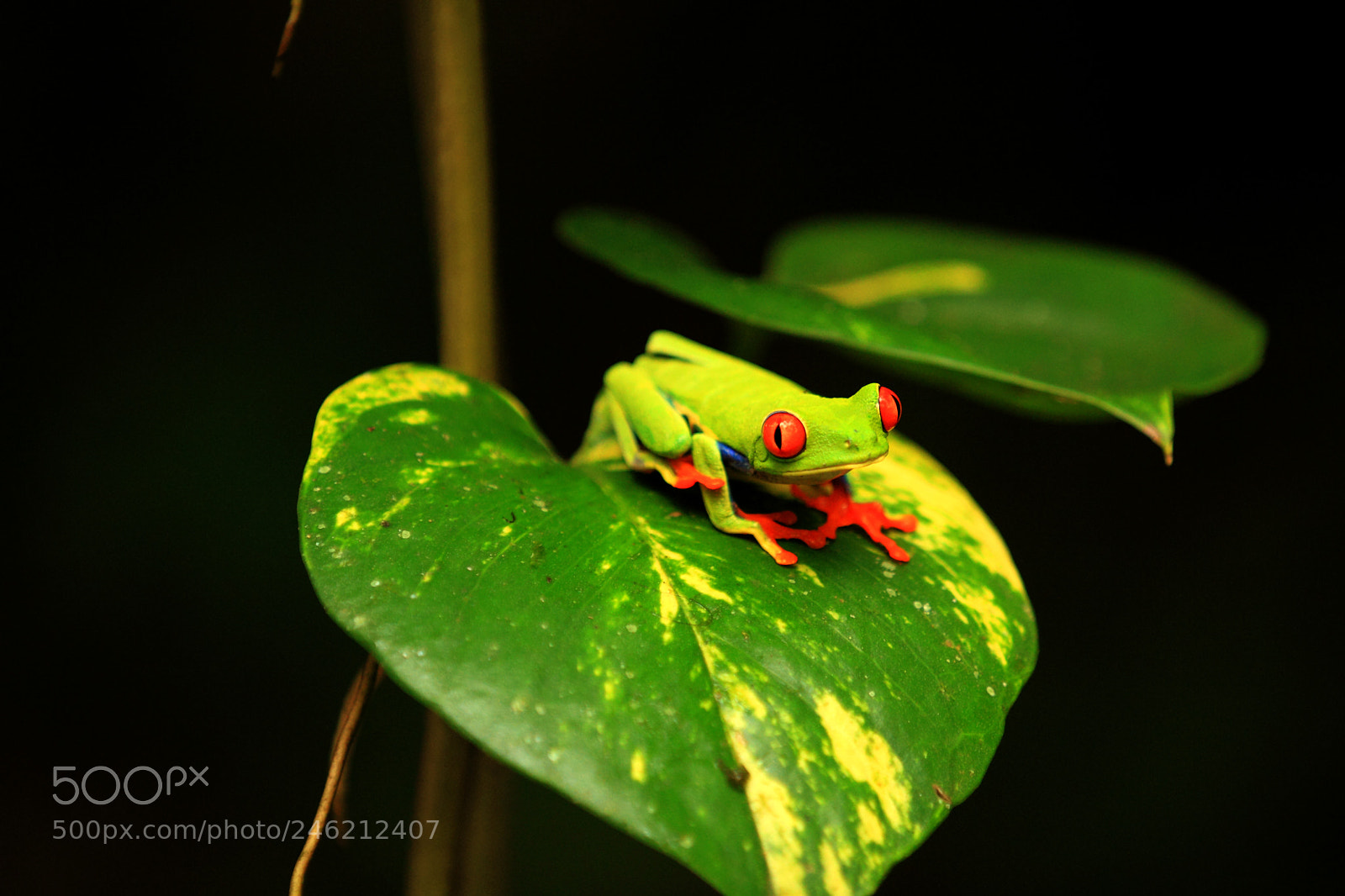 Canon EOS 7D sample photo. Img photography