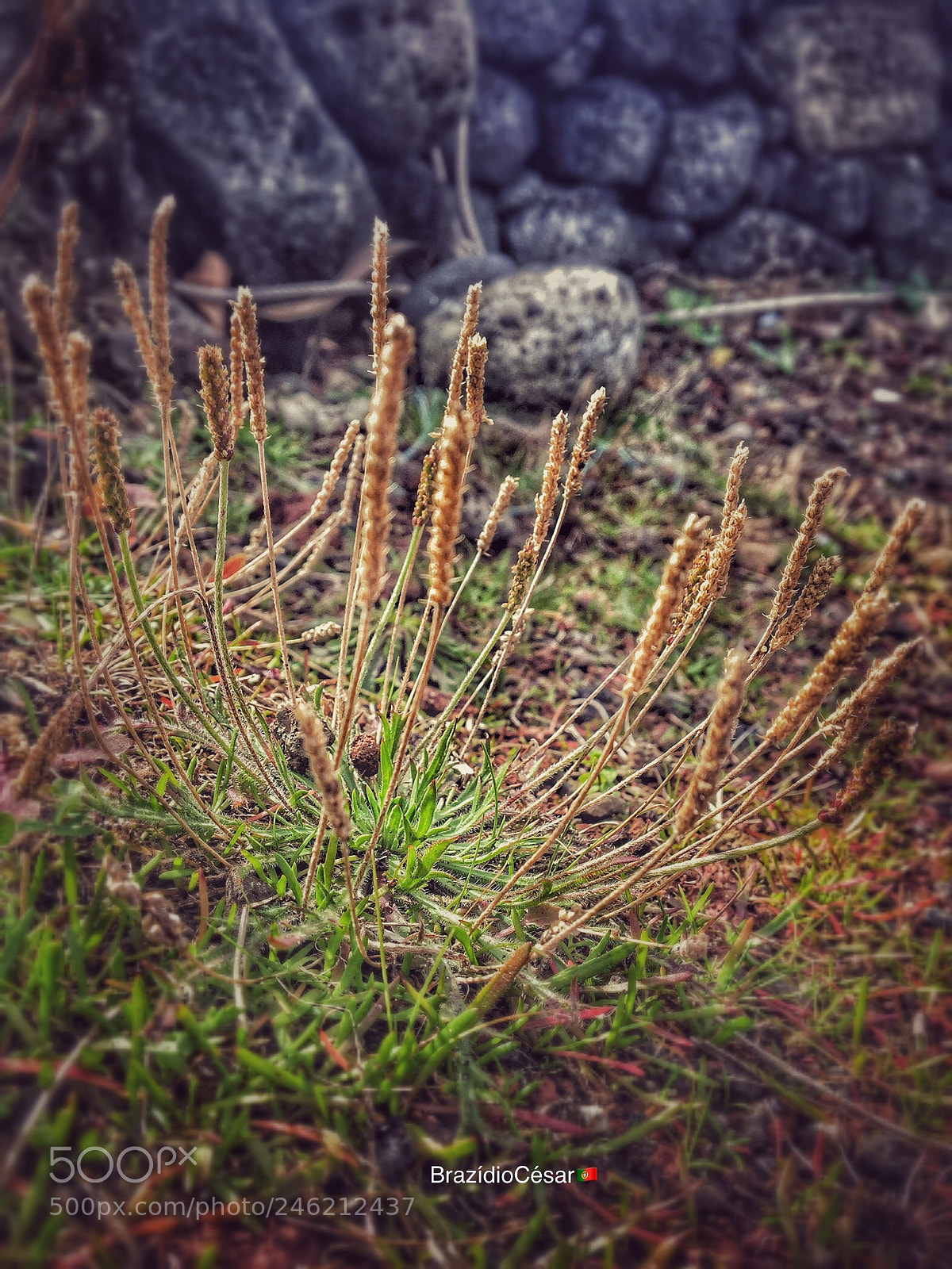 Apple iPhone 6s sample photo. Untitled photography