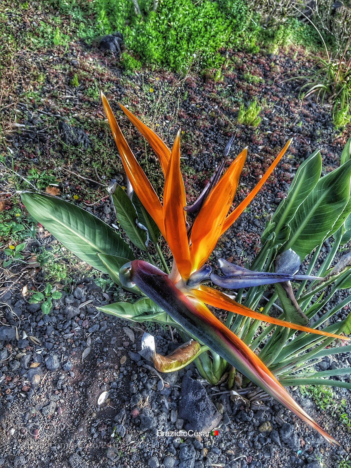 Apple iPhone 6s sample photo. Untitled photography