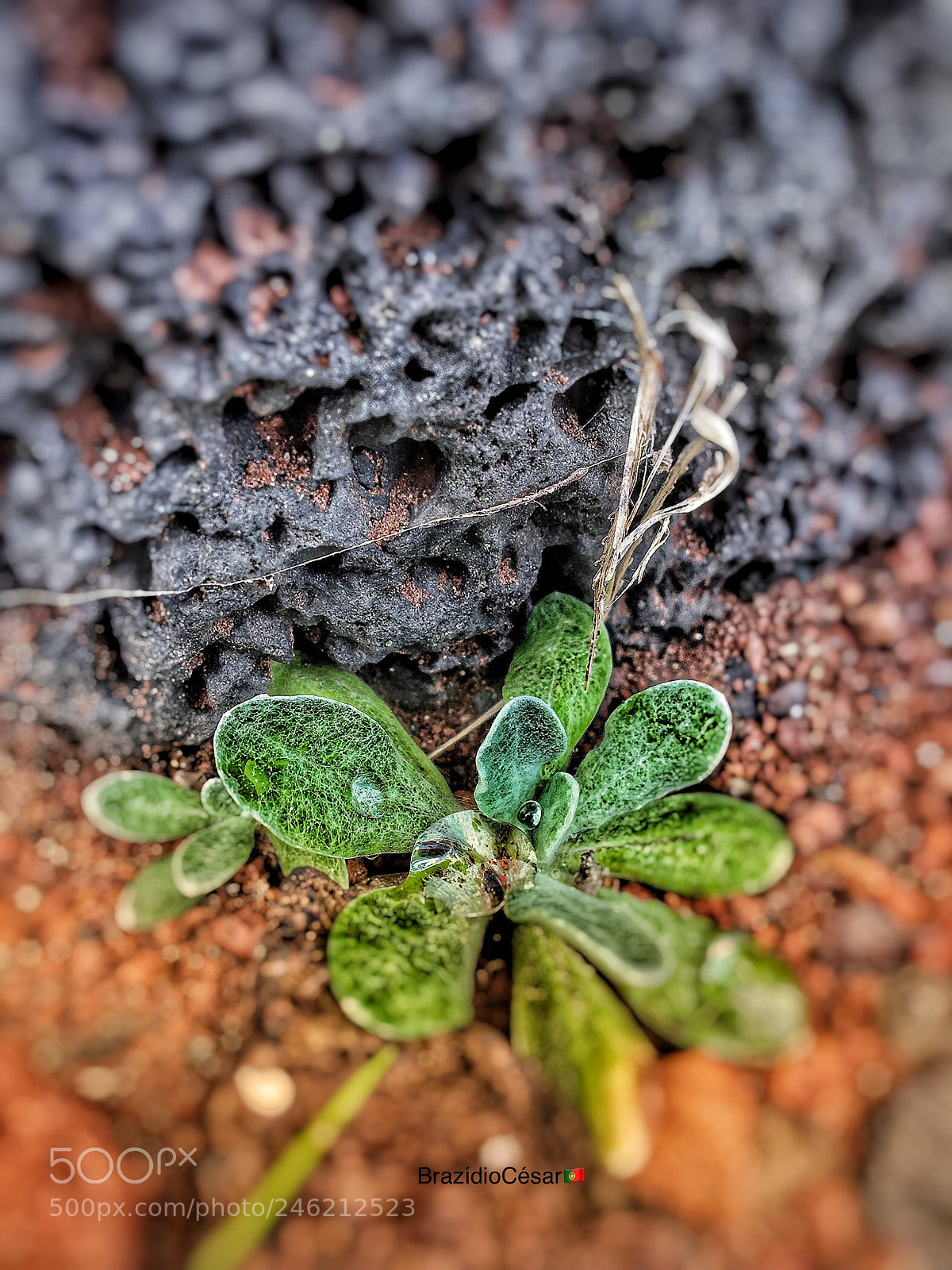 Apple iPhone 6s sample photo. Untitled photography