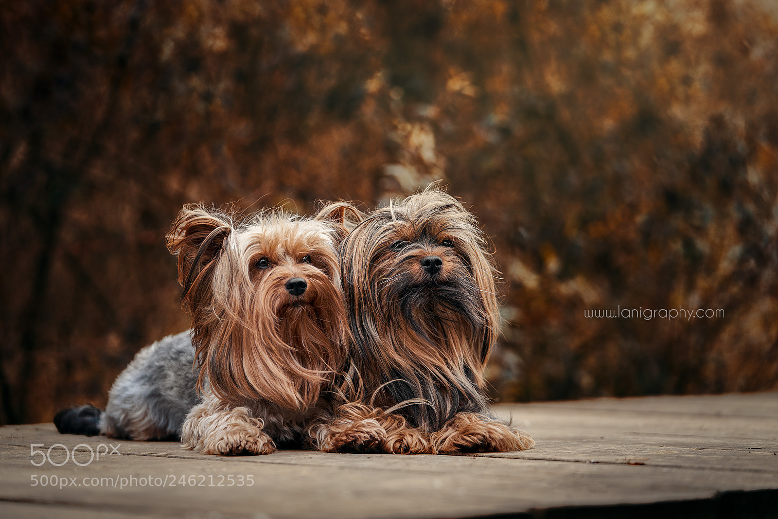 Sony a7R III sample photo. Bounty & sally photography