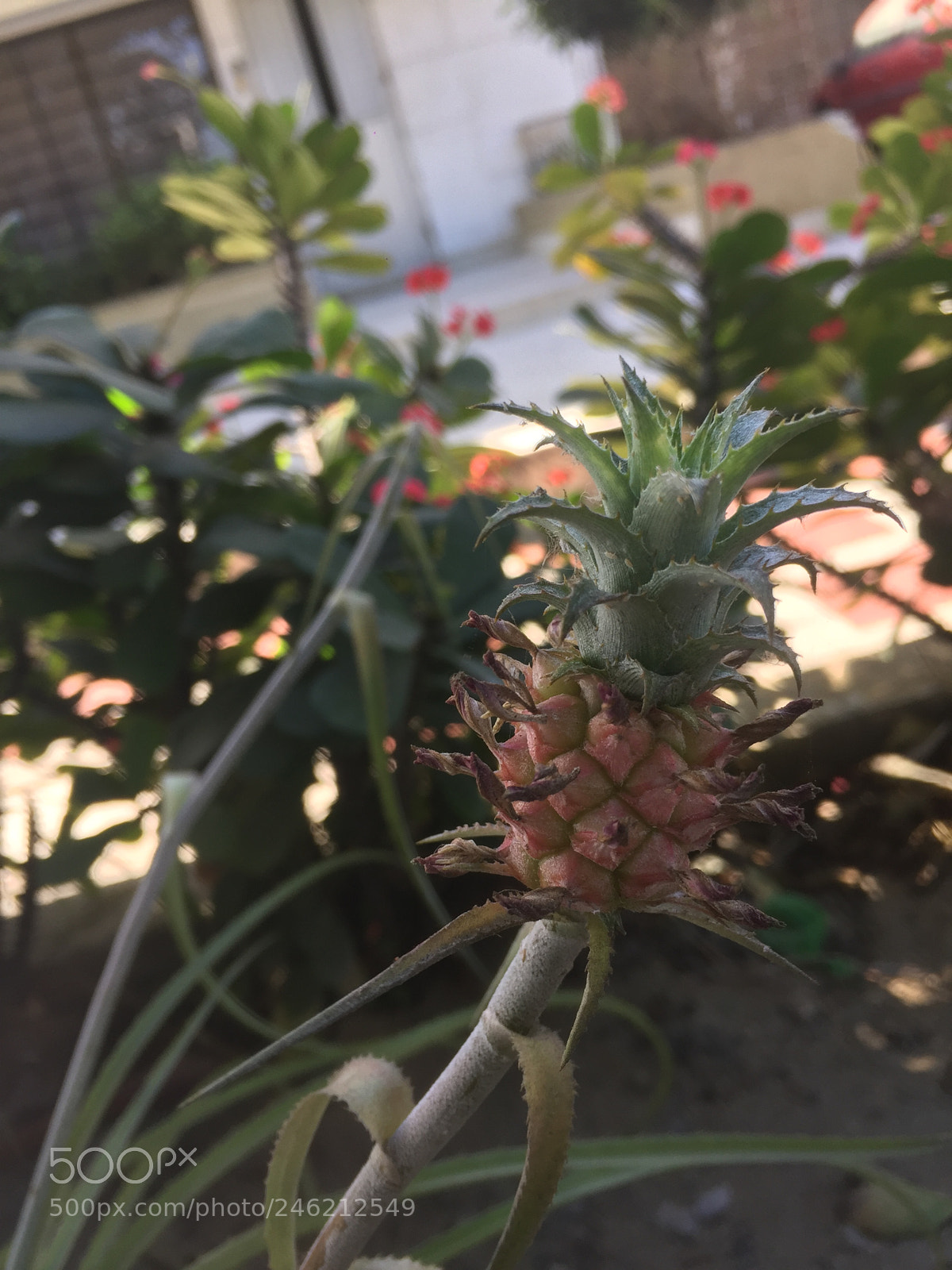 Apple iPhone 6 sample photo. Pineapple grows in the photography