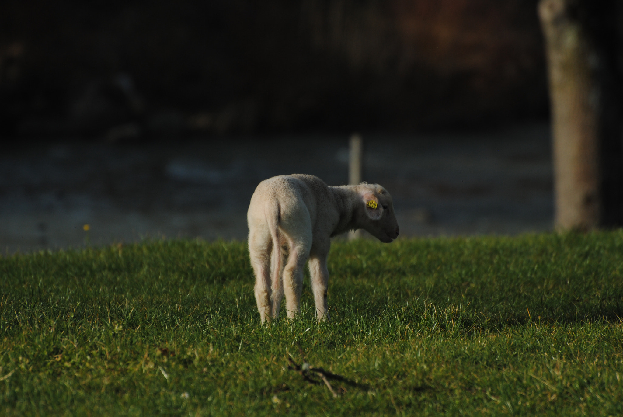 Nikon D3000 sample photo. Das lamm. photography