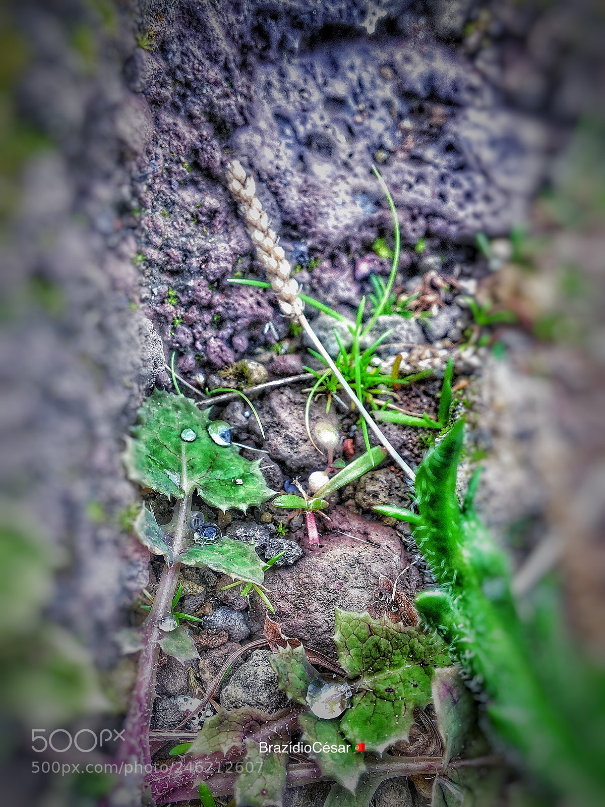 Apple iPhone 6s sample photo. Untitled photography