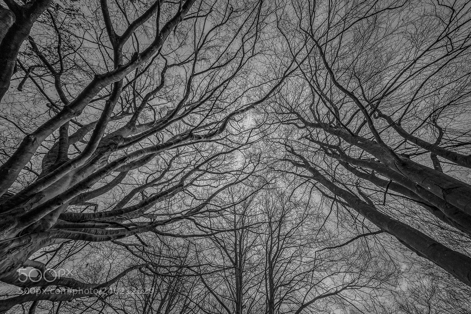Nikon D610 sample photo. The tree s of photography