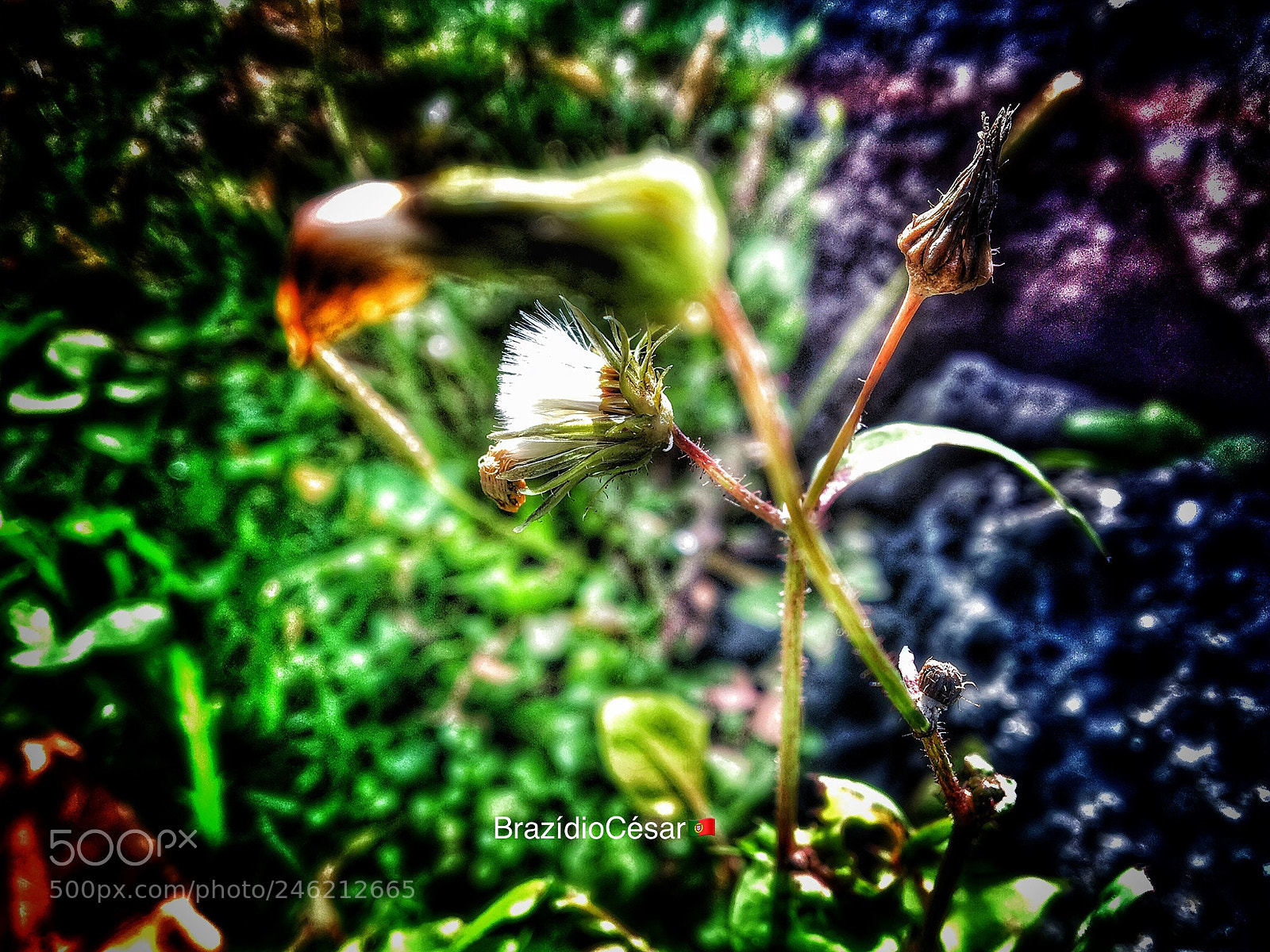 Apple iPhone 6s sample photo. Untitled photography