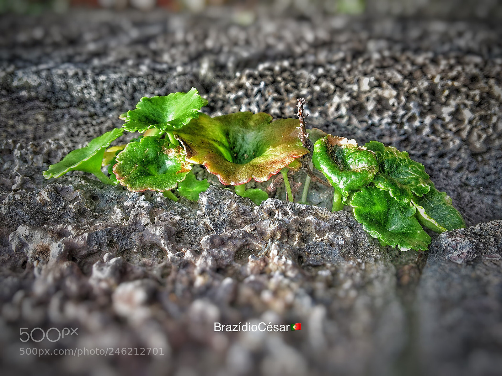 Apple iPhone 6s sample photo. Untitled photography