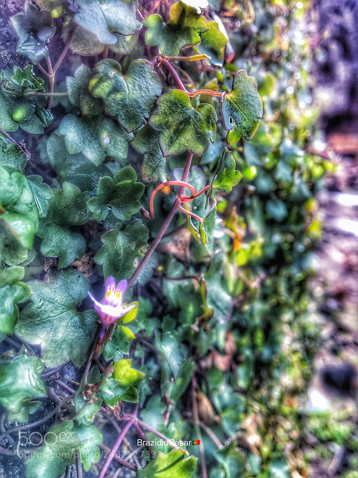 Apple iPhone 6s sample photo. Untitled photography