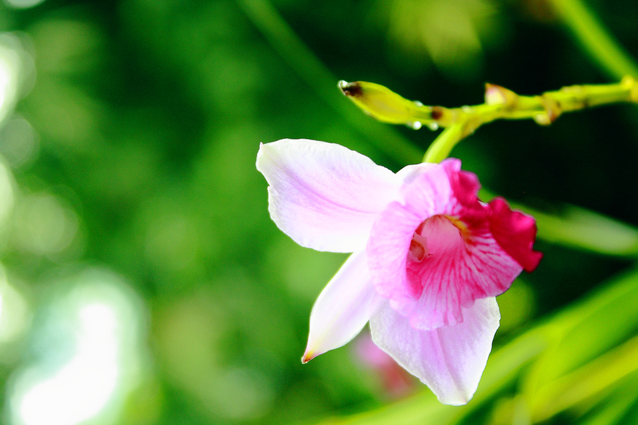 Canon EOS 1000D (EOS Digital Rebel XS / EOS Kiss F) sample photo. Curs photography