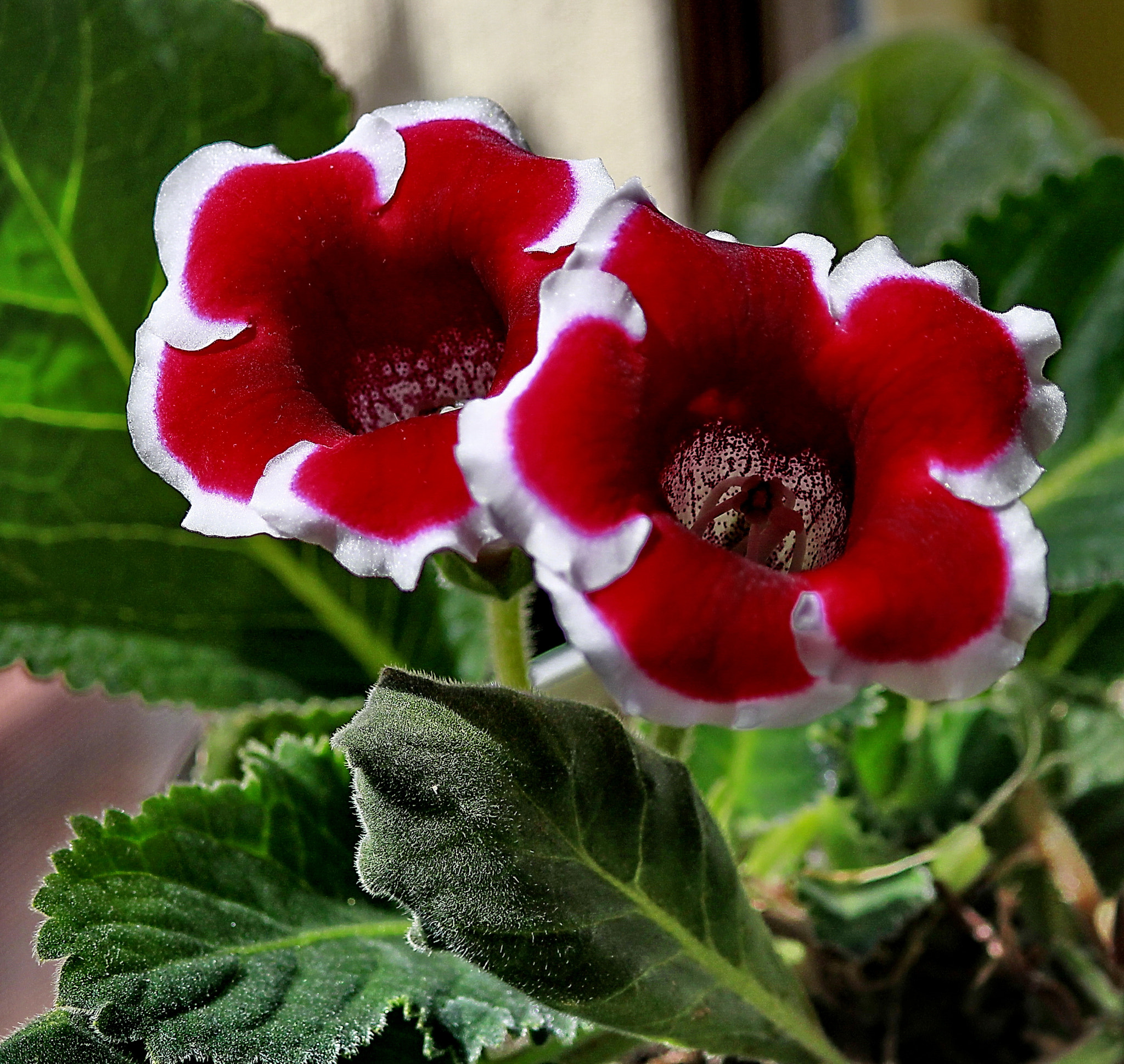 Canon EF-S 55-250mm F4-5.6 IS II sample photo. Red and white petunia photography