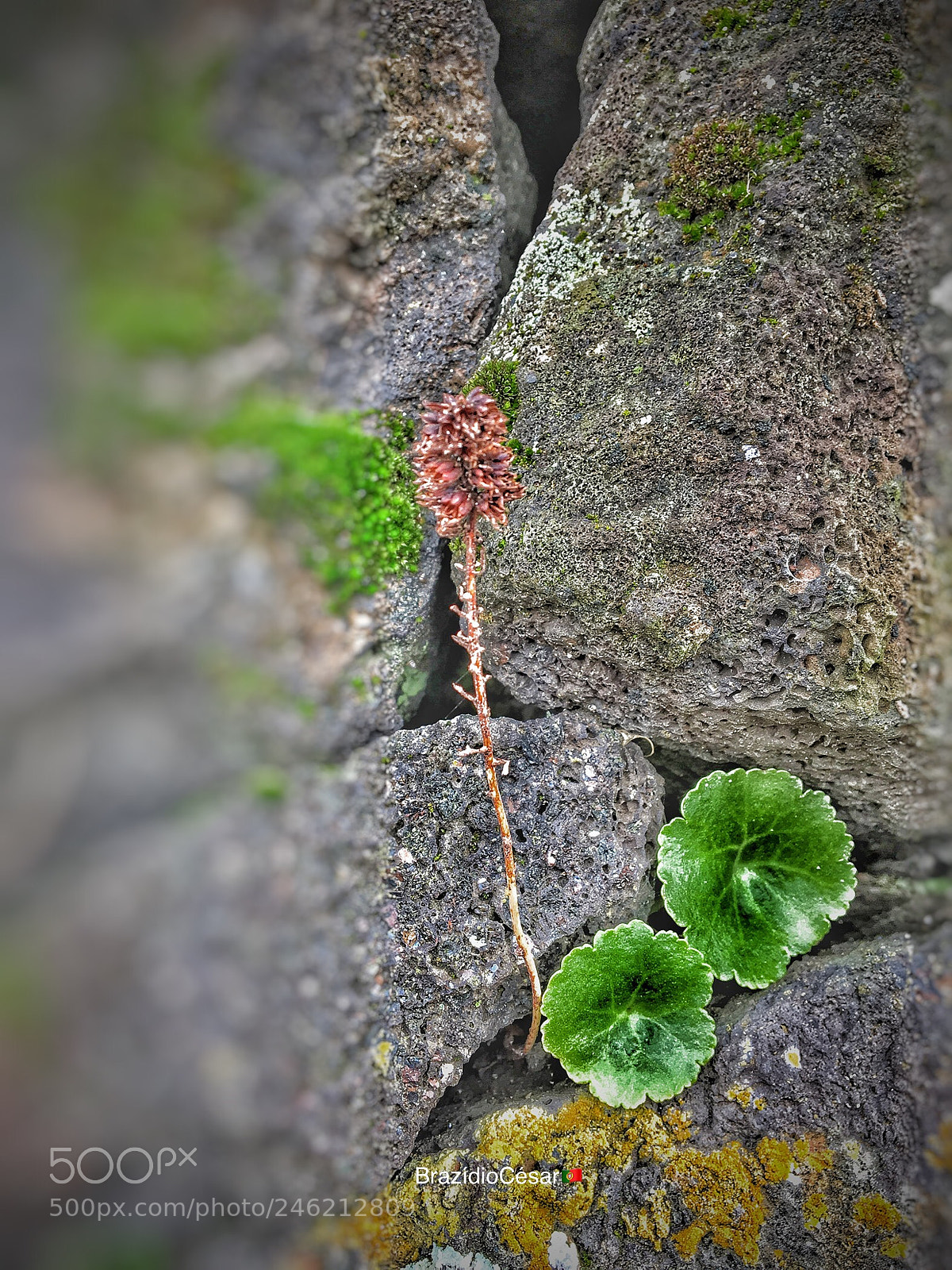 Apple iPhone 6s sample photo. Untitled photography