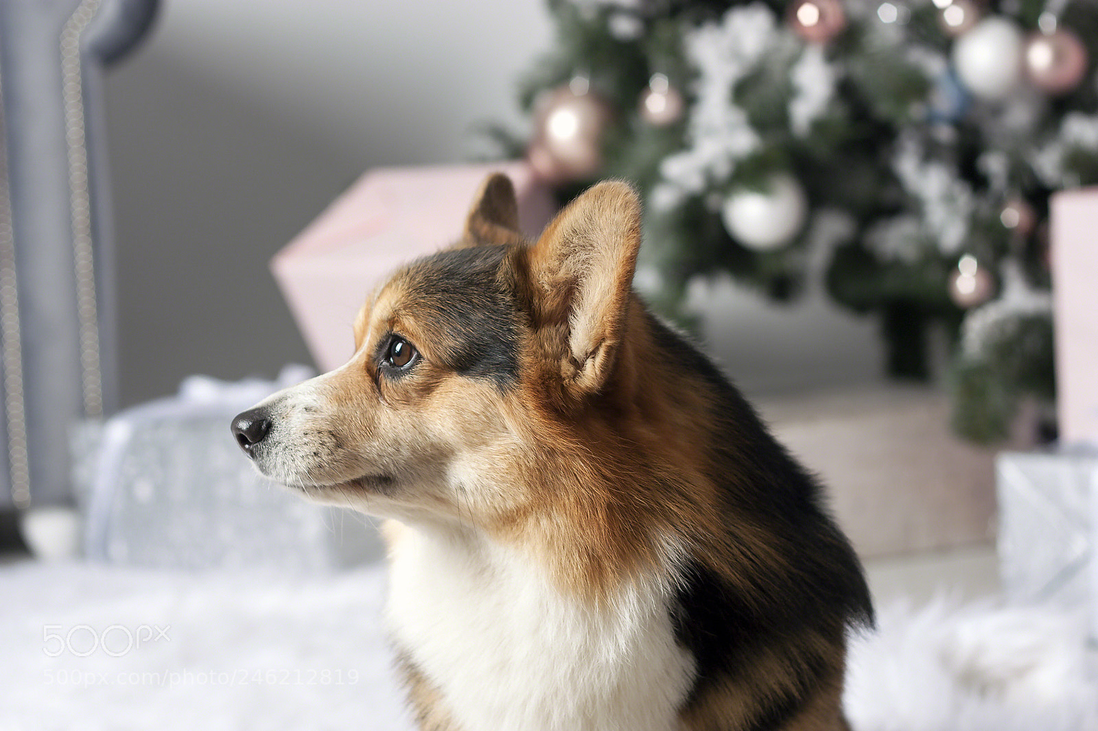 Canon EOS 450D (EOS Rebel XSi / EOS Kiss X2) sample photo. Corgi photography