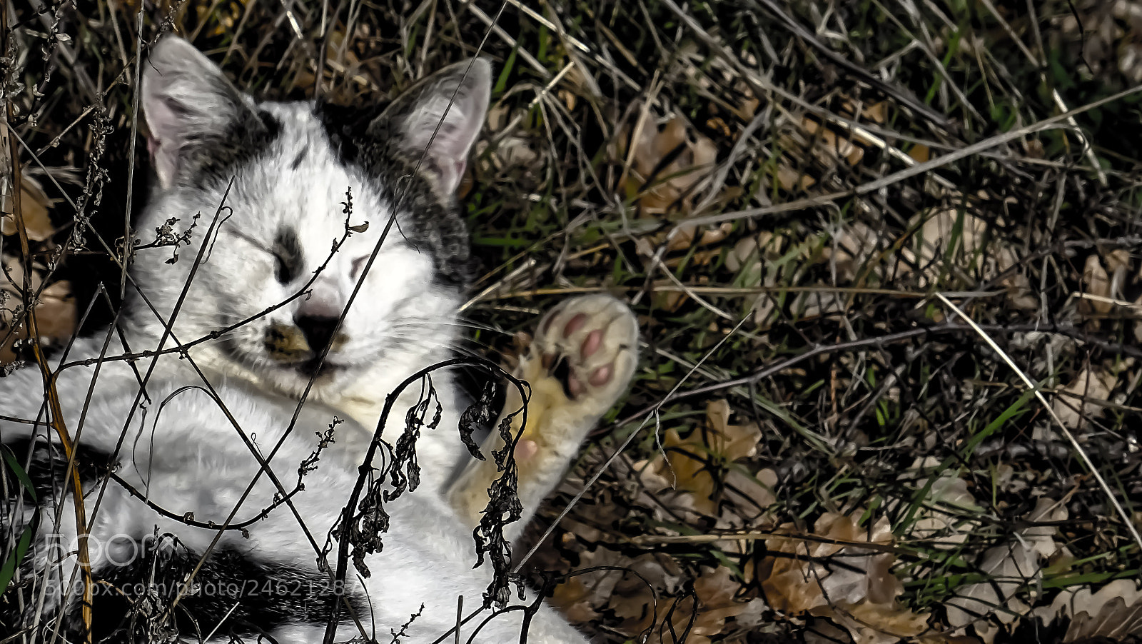 Sony DSC-HX60 sample photo. No fears photography