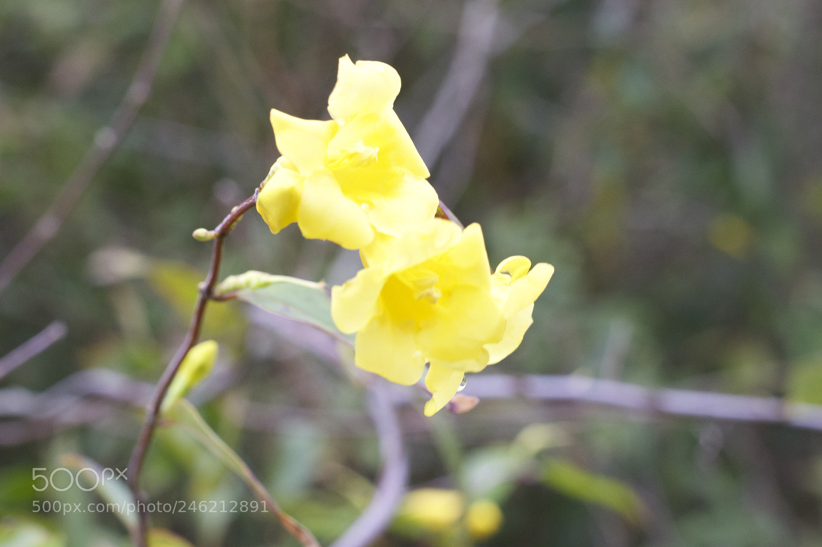 Nikon D7100 sample photo. The beauty of yellow photography