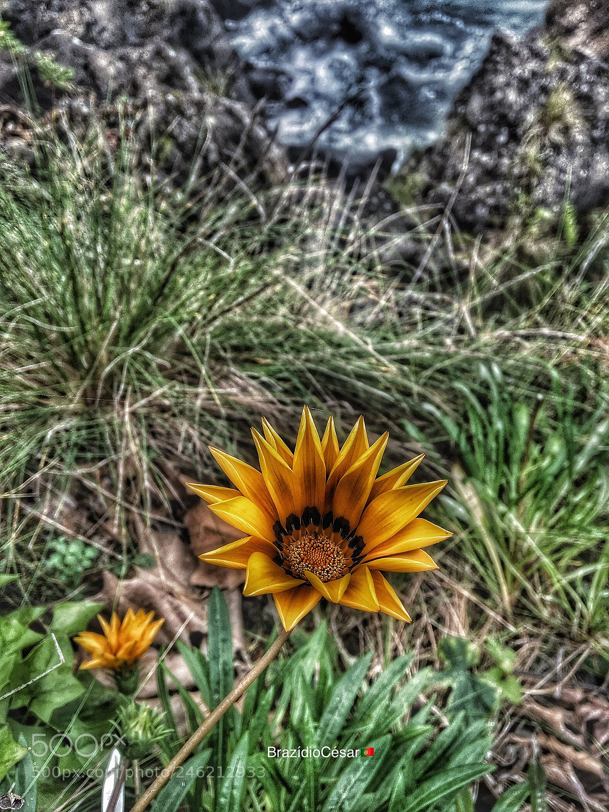 Apple iPhone 6s sample photo. Untitled photography