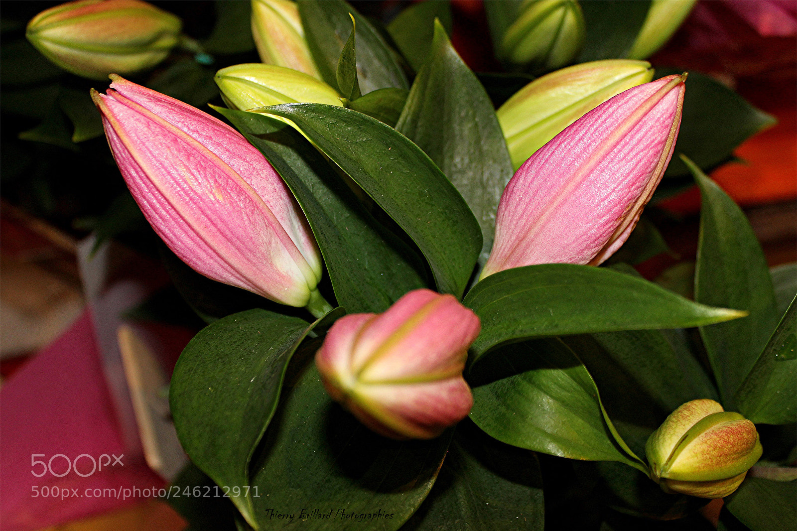 Canon EOS 600D (Rebel EOS T3i / EOS Kiss X5) sample photo. Bouquet de lys photography