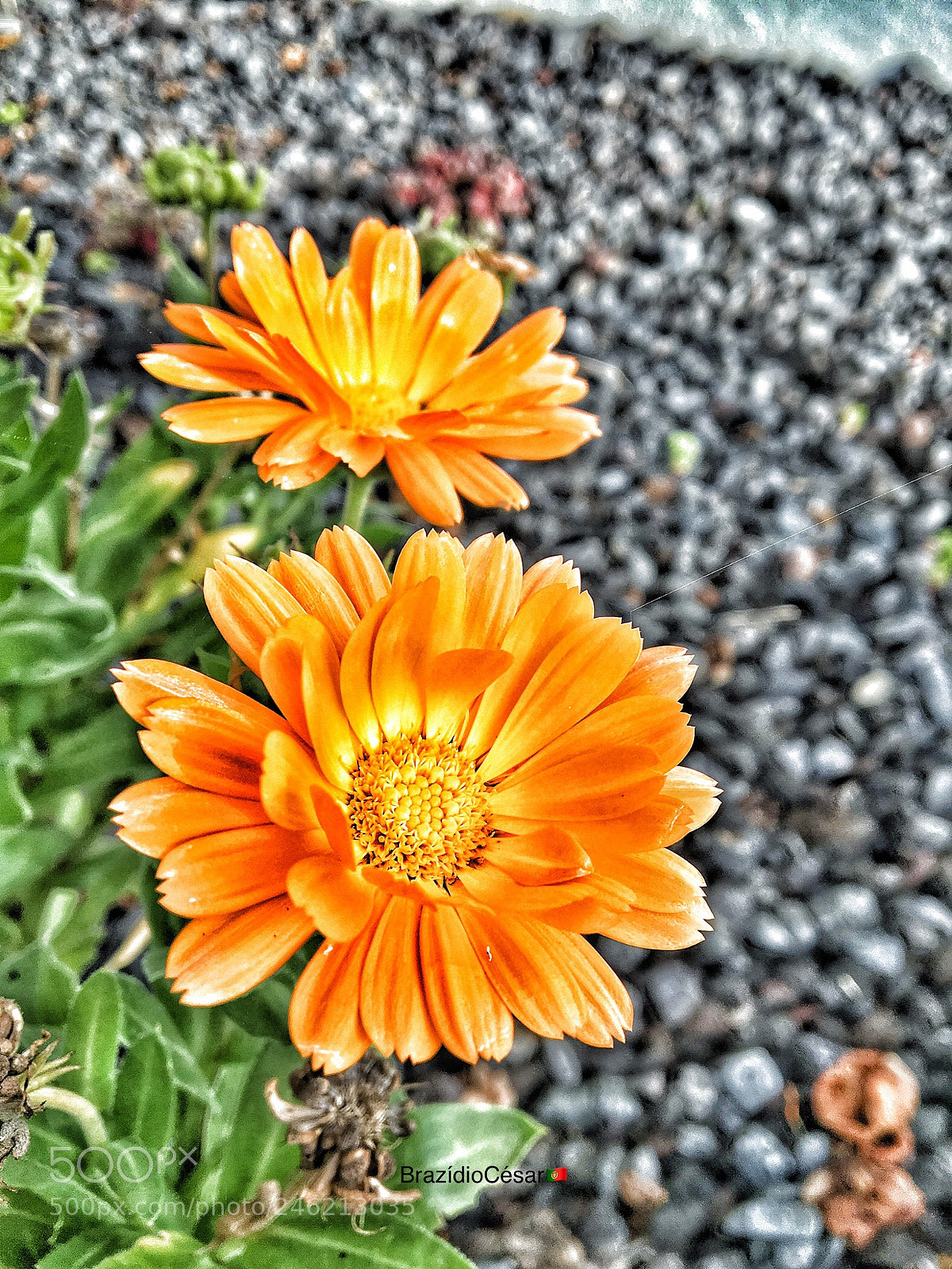 Apple iPhone 6s sample photo. Untitled photography