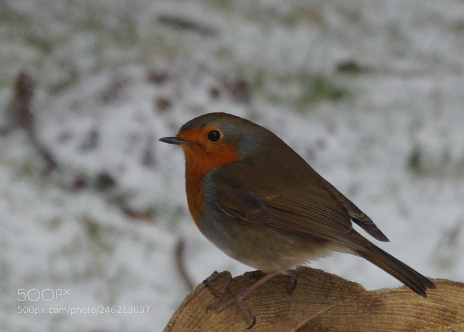 Sony SLT-A58 sample photo. Robin photography