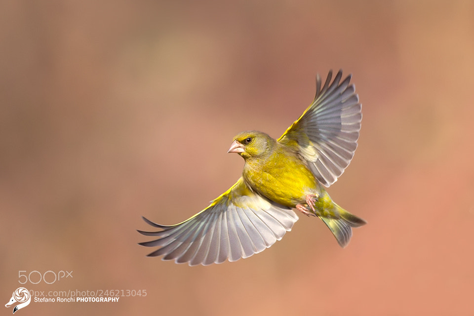 Canon EOS-1D X sample photo. Fly photography