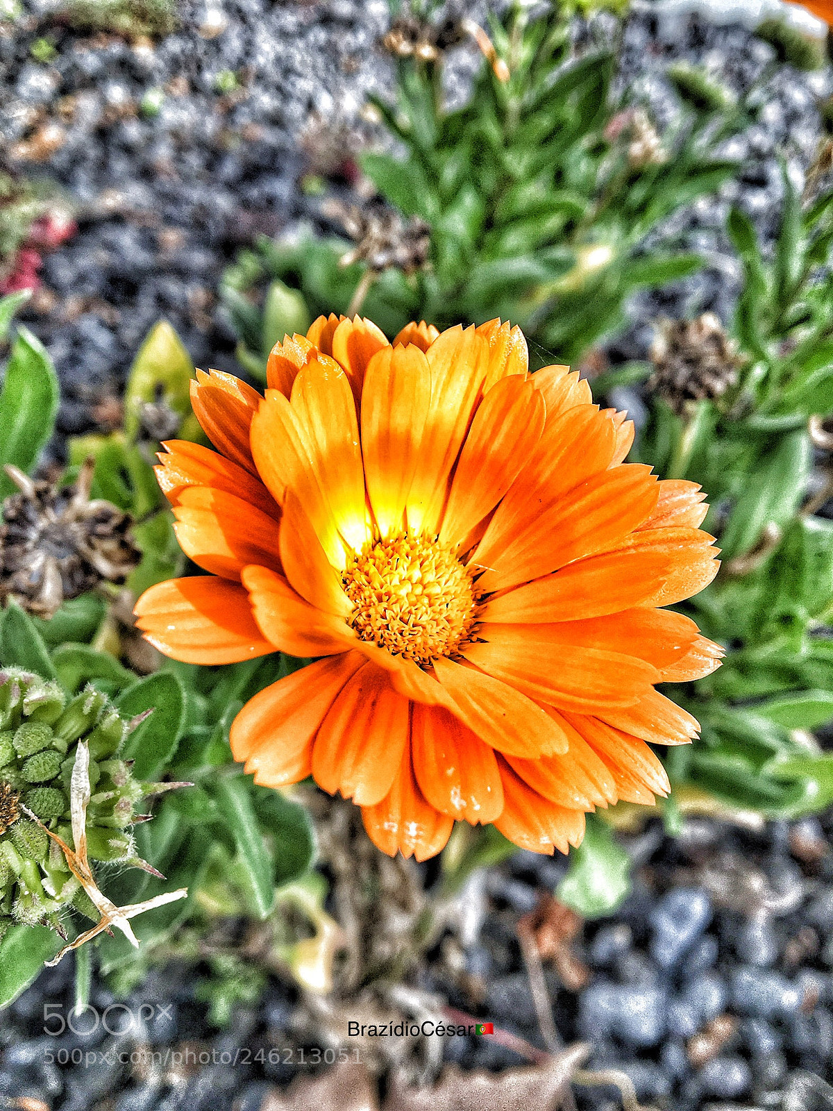 Apple iPhone 6s sample photo. Untitled photography