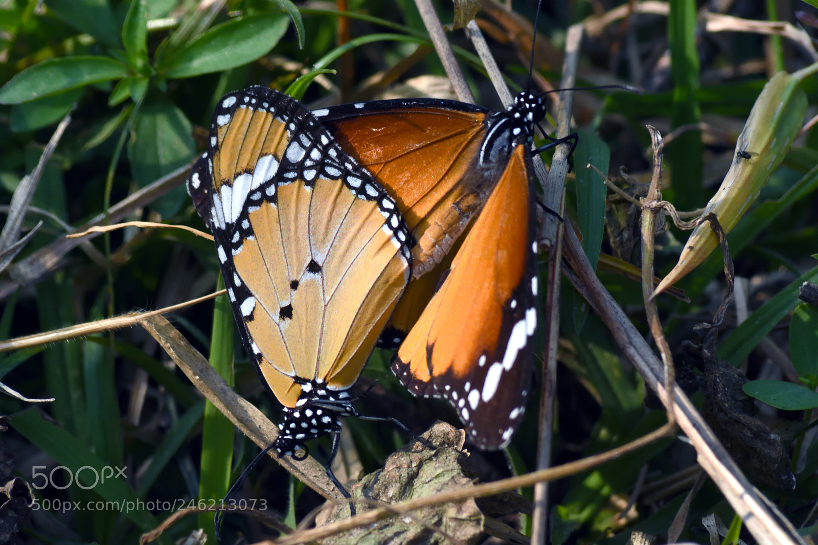 Nikon D7200 sample photo. Enamored photography