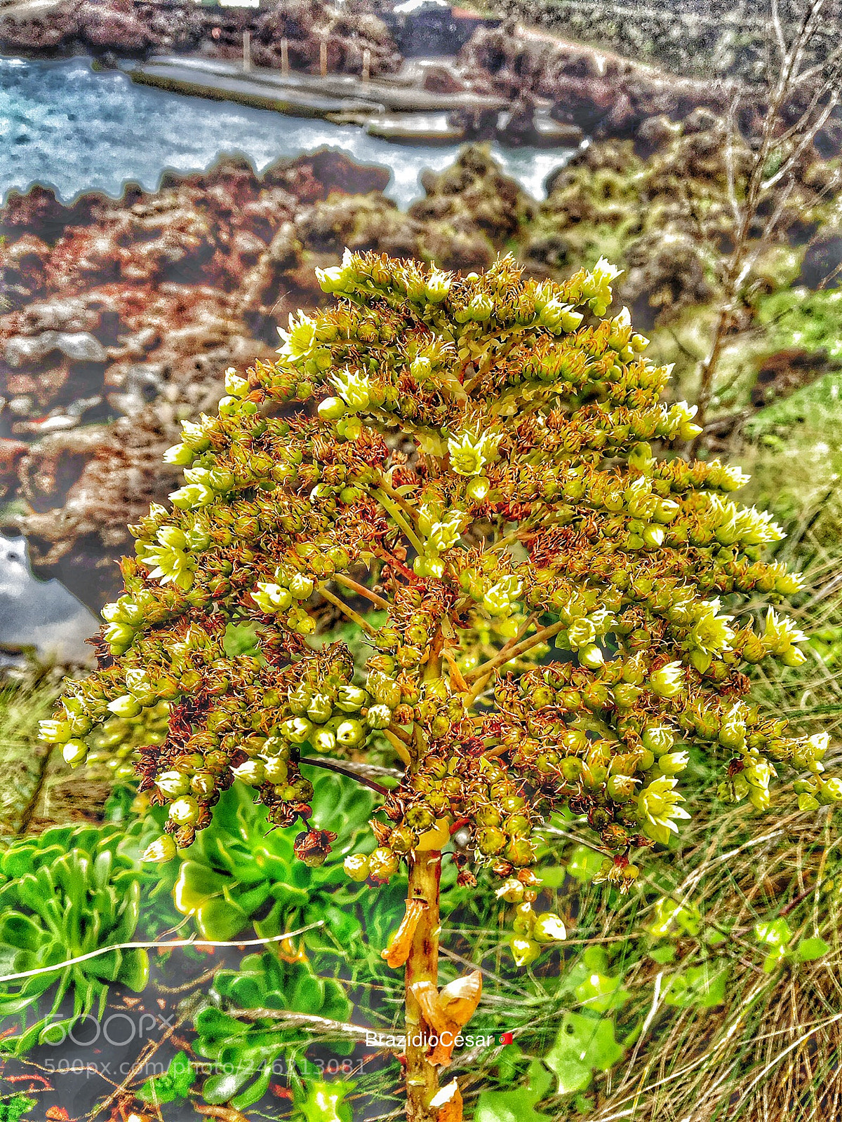 Apple iPhone 6s sample photo. Untitled photography