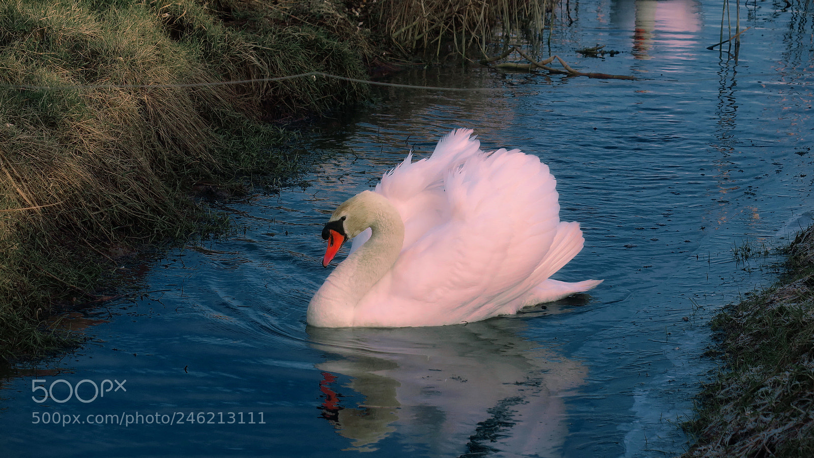 Canon PowerShot G3 X sample photo. Swan photography