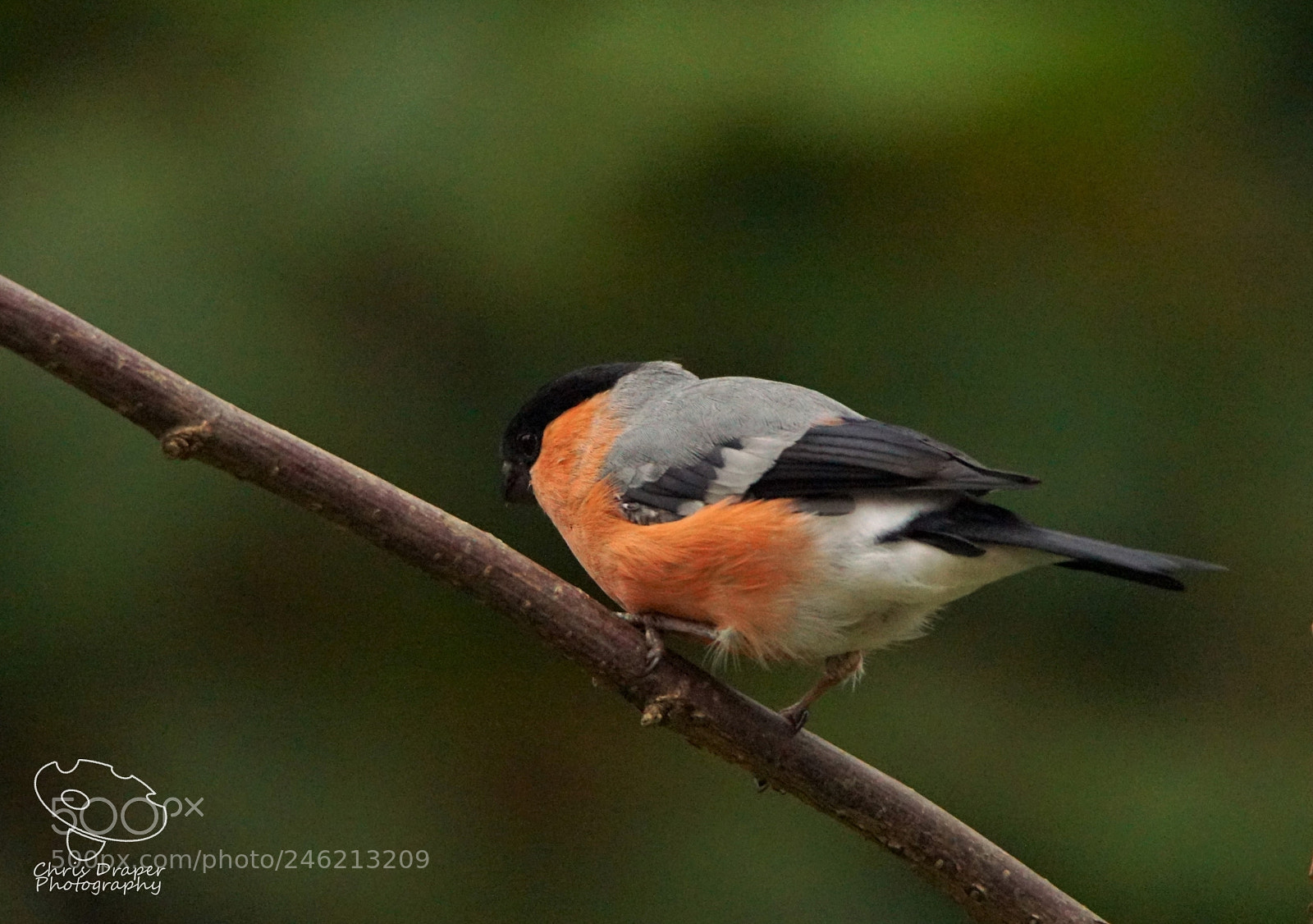 Sony ILCA-77M2 sample photo. Back garden bullfinch photography
