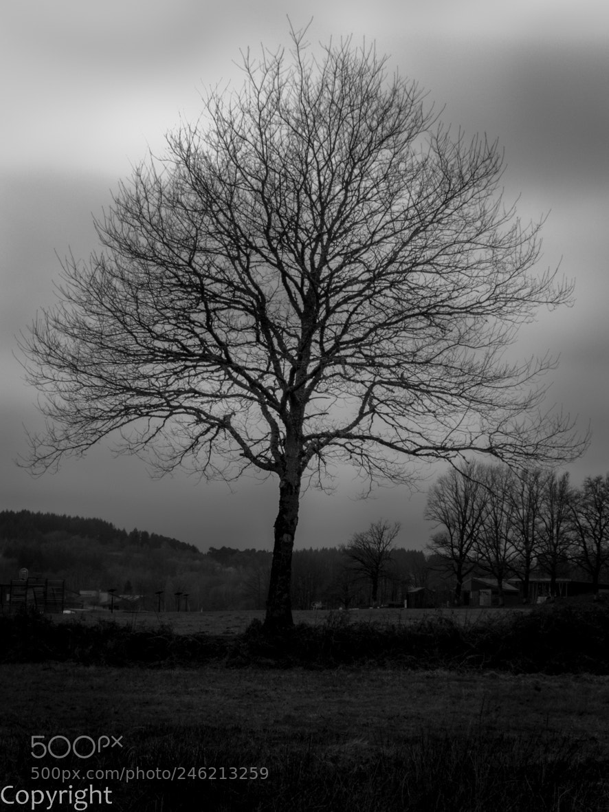 Canon PowerShot SX60 HS sample photo. Árbol venas photography