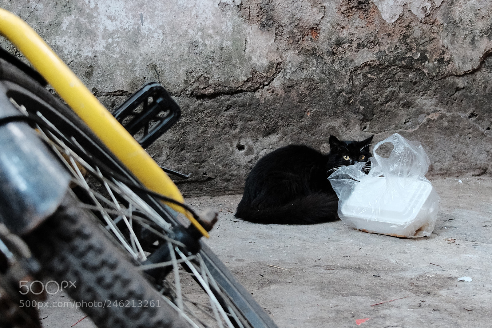 Fujifilm X70 sample photo. 警覺 photography