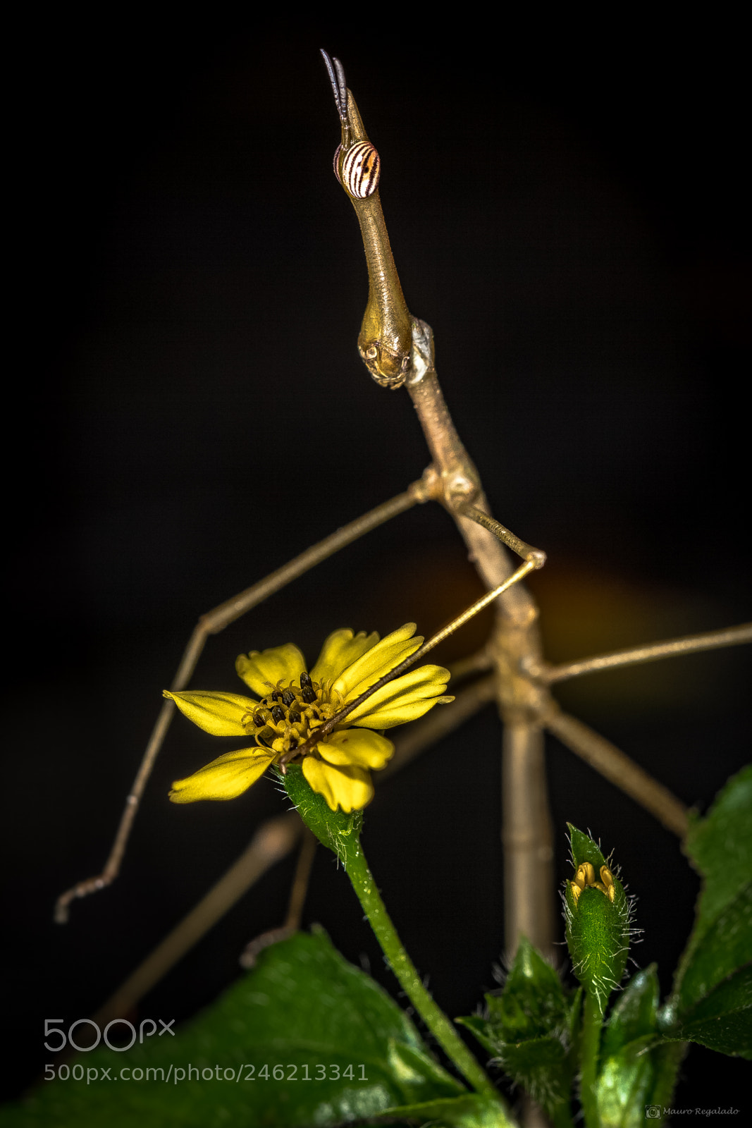 Canon EOS 60D sample photo. Bicho-pau photography