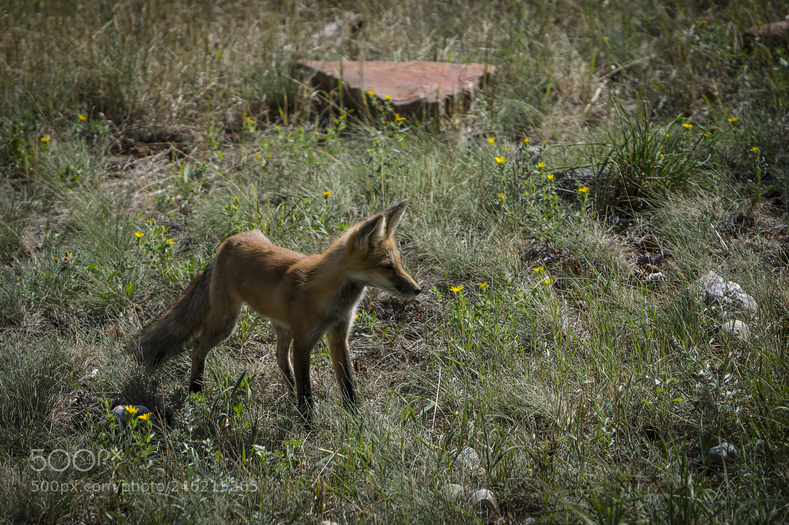 Nikon D7200 sample photo. Red fox photography