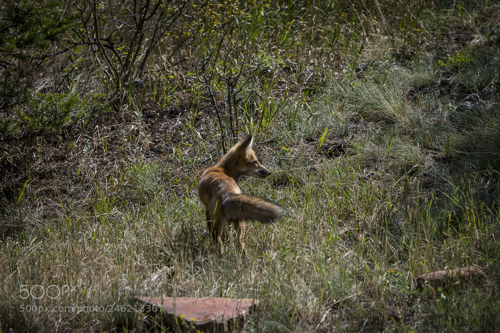 Nikon D7200 sample photo. Red fox photography