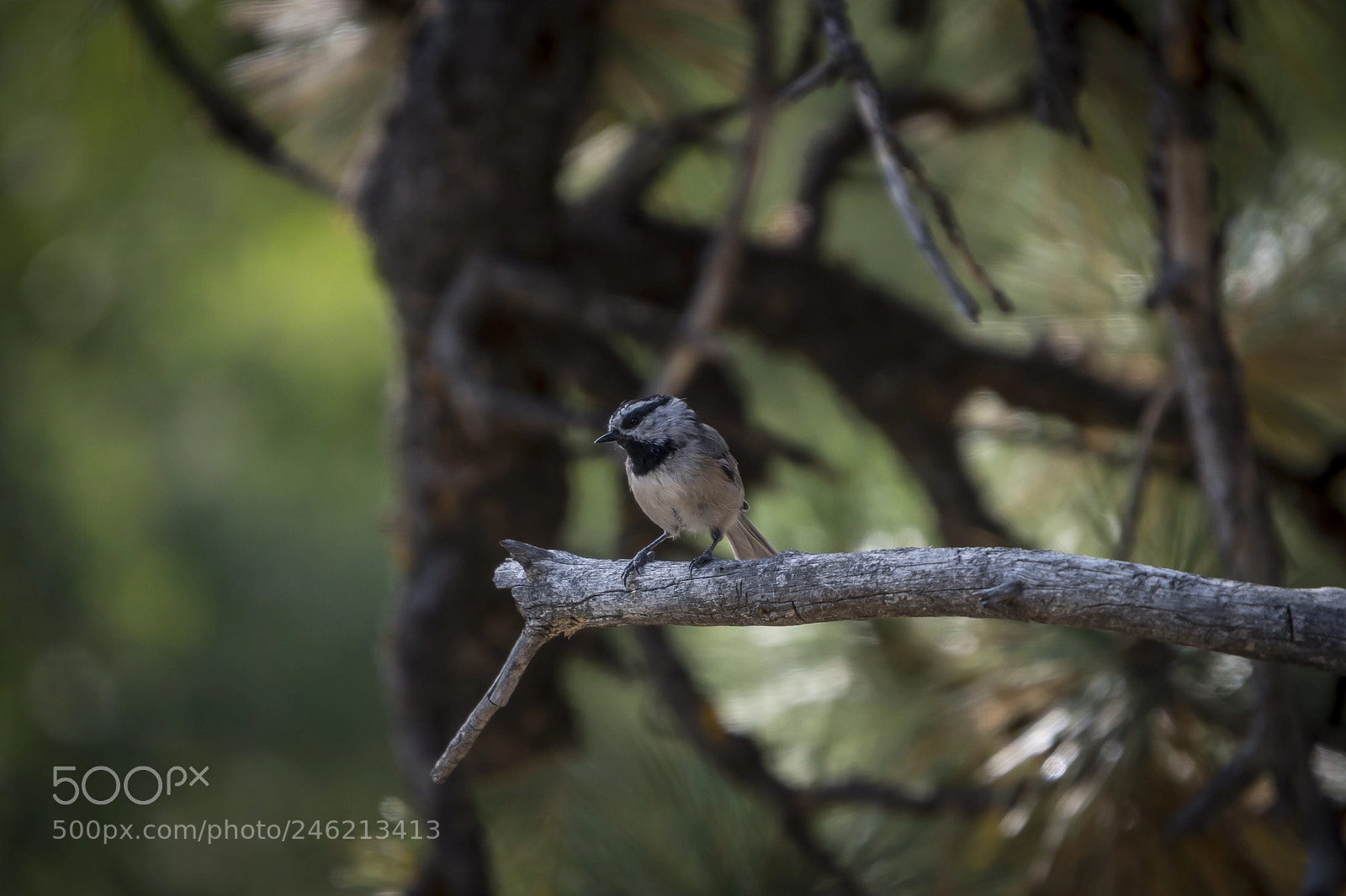 Nikon D7200 sample photo. Mountain chickadee photography