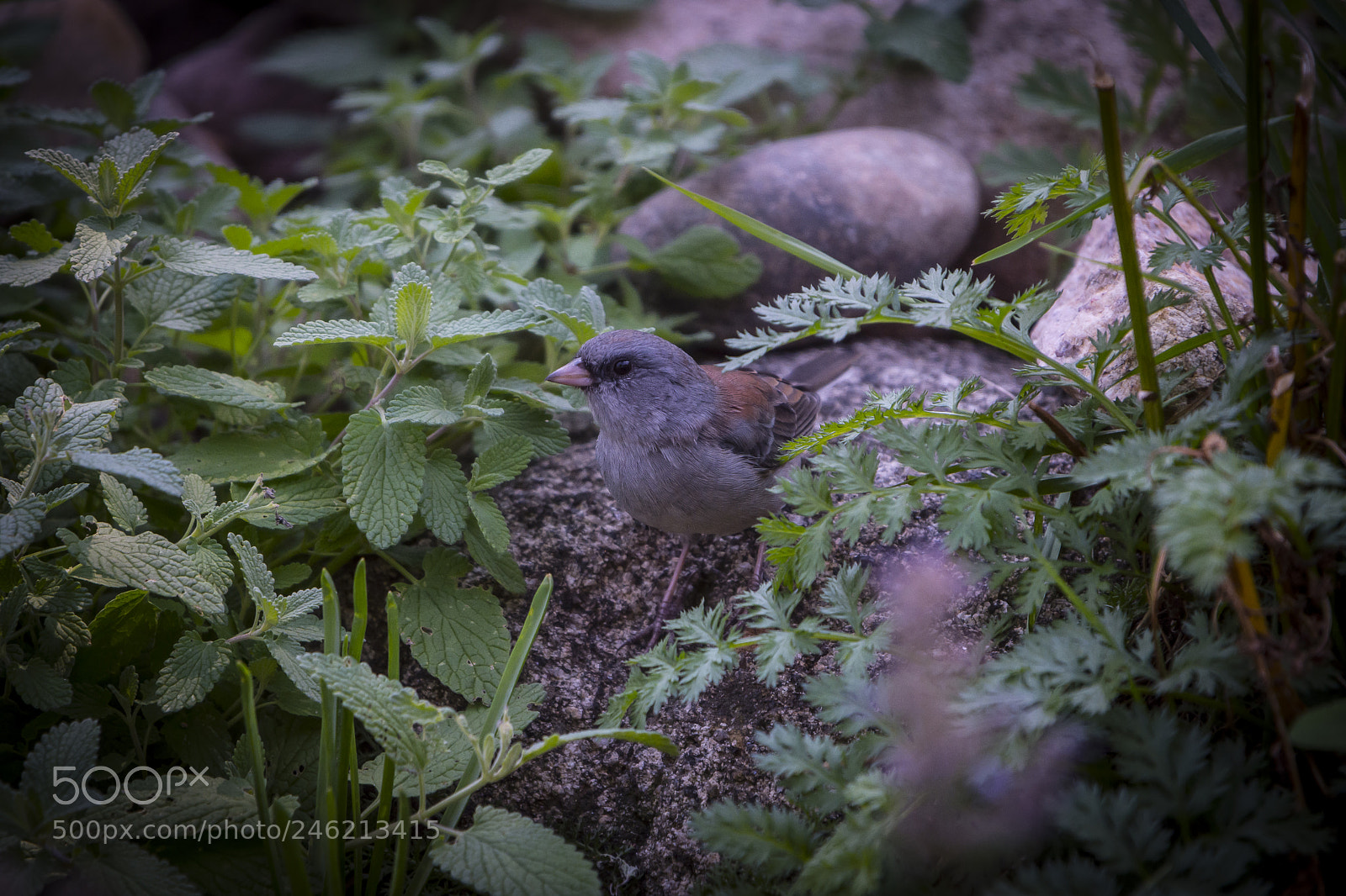 Nikon D7200 sample photo. Dark-eyed junco photography