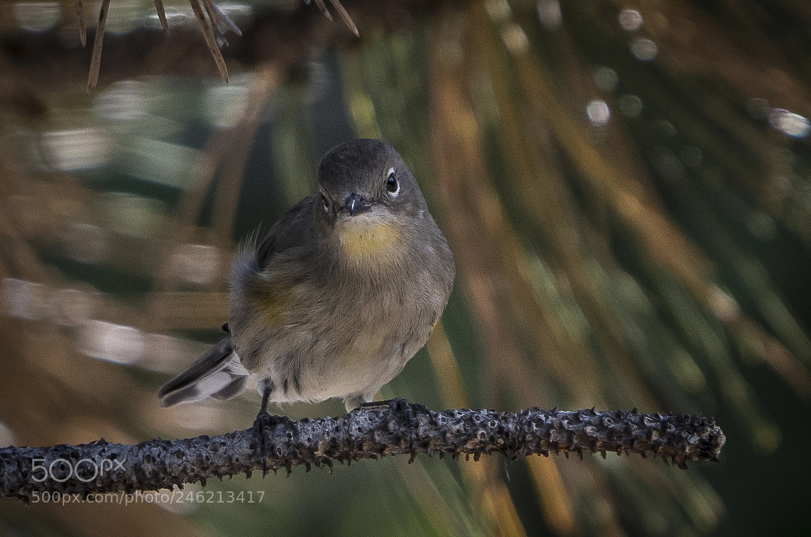 Nikon D7200 sample photo. Yellow-rumped warbler photography