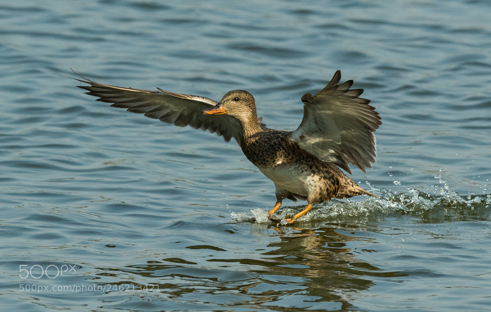 Canon EOS 7D Mark II sample photo. The landing duck photography