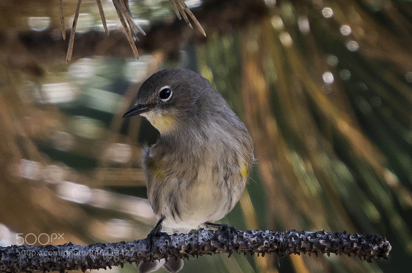 Nikon D7200 sample photo. Yellow-rumped warbler photography