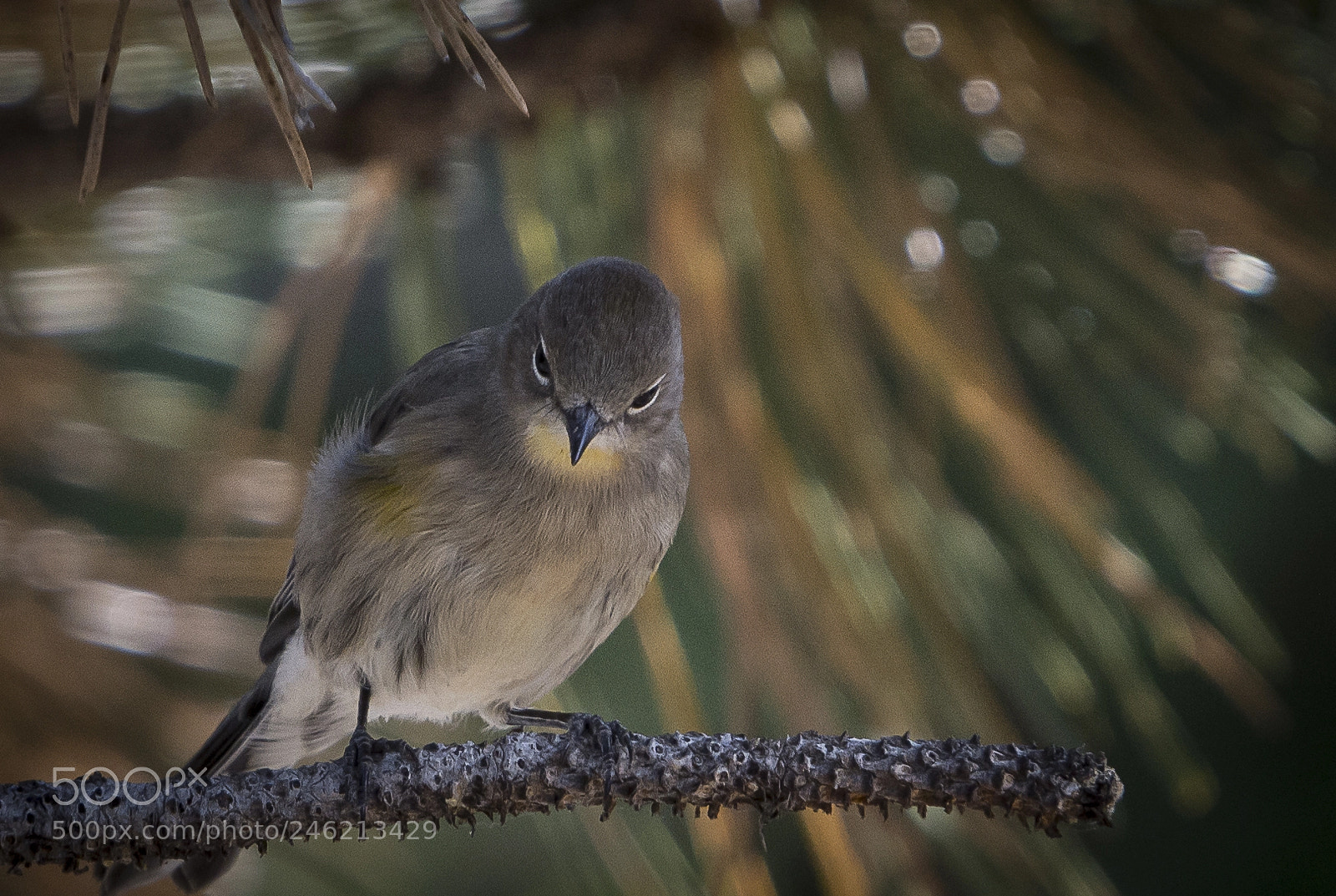 Nikon D7200 sample photo. Yellow-rumped warbler photography