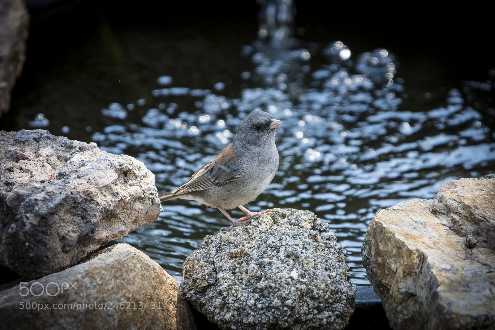Nikon D7200 sample photo. Dark-eyed junco photography