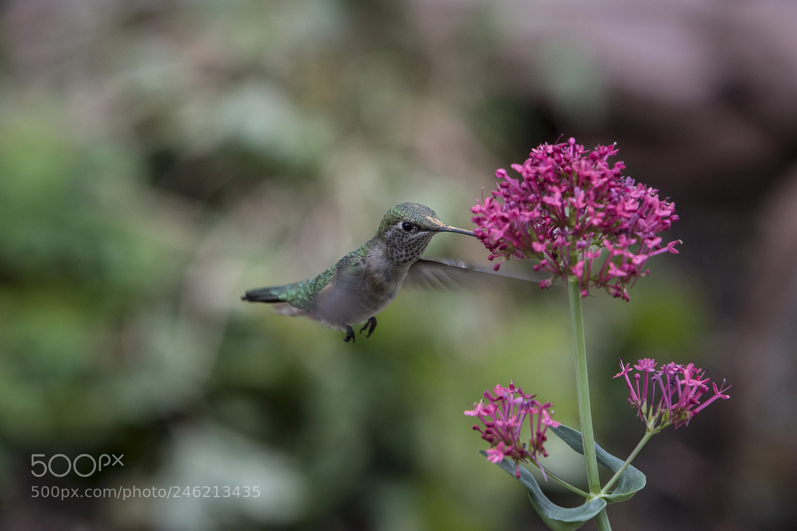 Nikon D7200 sample photo. Broad-tailed hummingbird photography