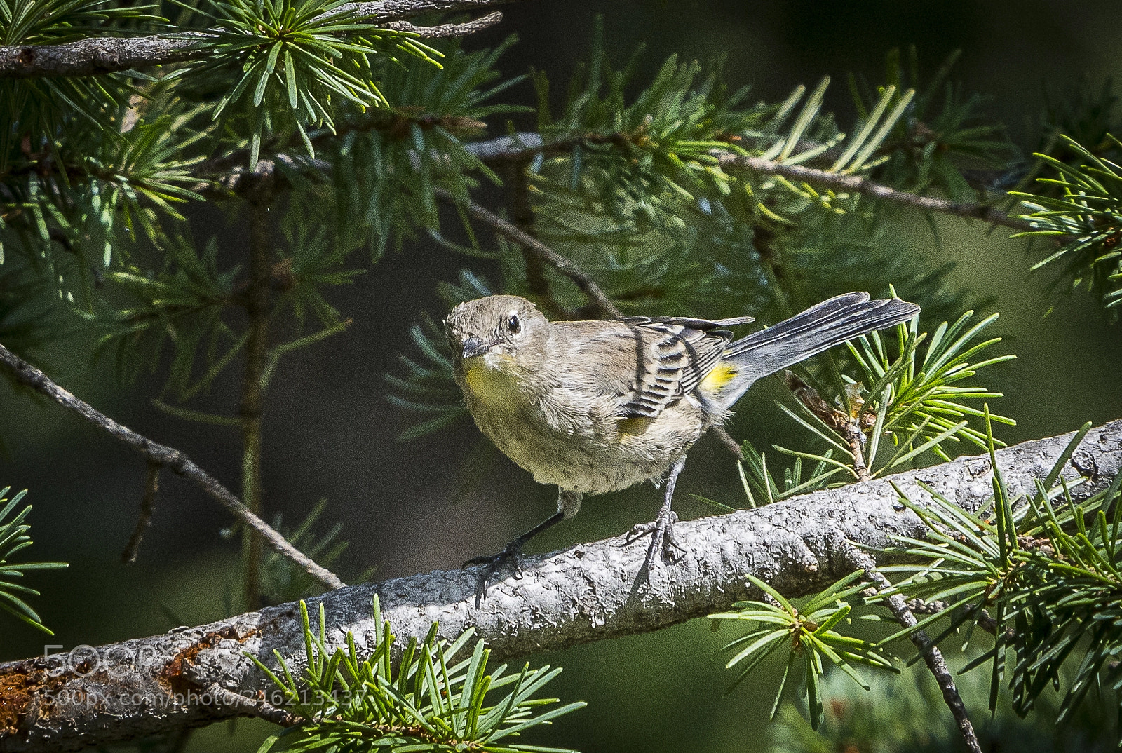 Nikon D7200 sample photo. Yellow-rumped warbler photography