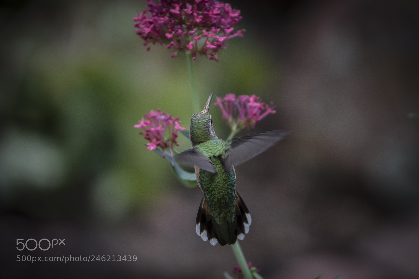 Nikon D7200 sample photo. Broad-tailed hummingbird photography