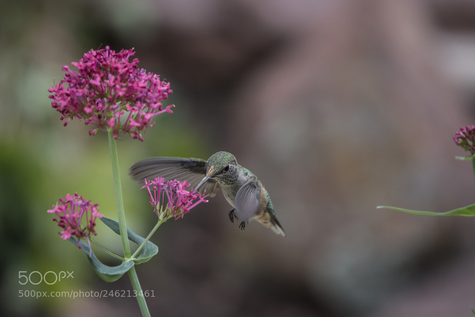 Nikon D7200 sample photo. Broad-tailed hummingbird photography