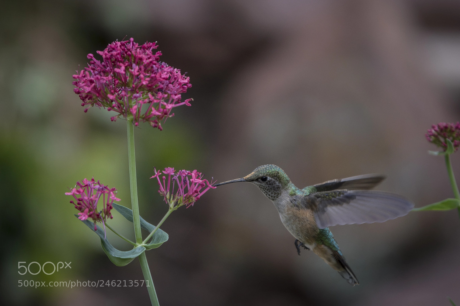 Nikon D7200 sample photo. Broad-tailed hummingbird photography