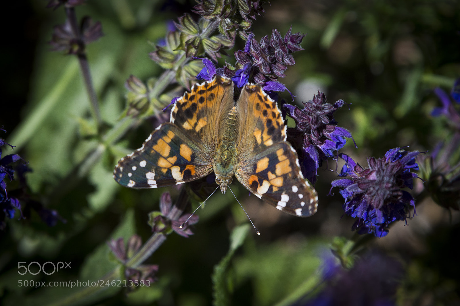 Nikon D7200 sample photo. Painted lady butterfly photography