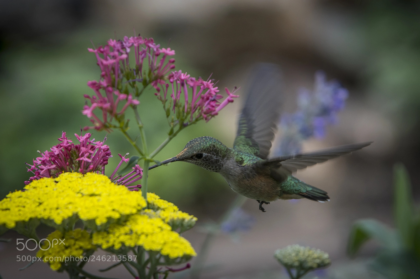Nikon D7200 sample photo. Broad-tailed hummingbird photography