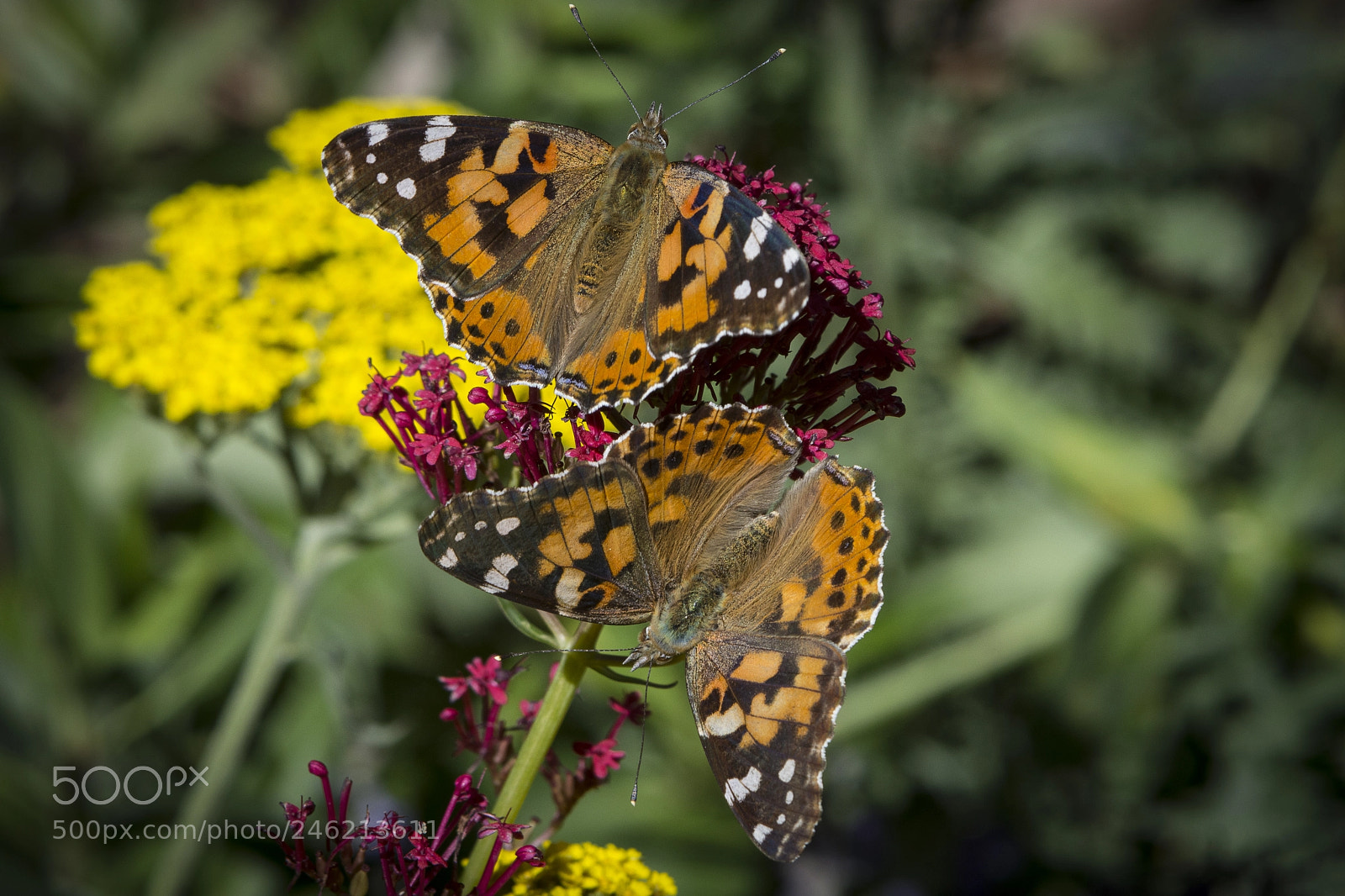 Nikon D7200 sample photo. Painted lady butterflys photography