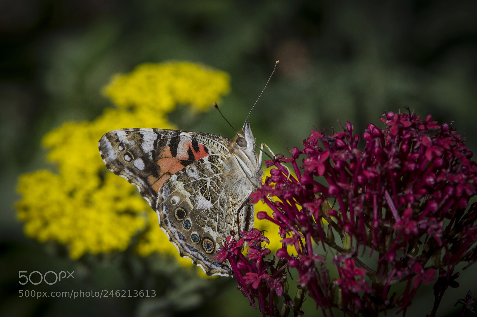 Nikon D7200 sample photo. Painted lady butterfly photography